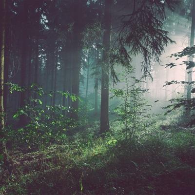 单机的打鱼游戏