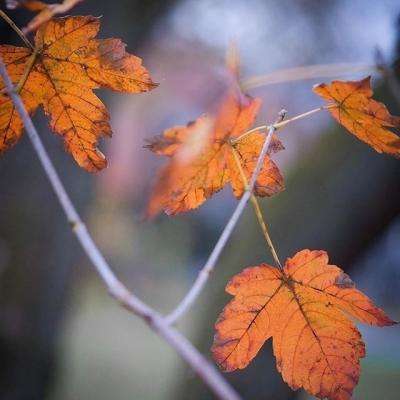 目前国家允许的购彩平台